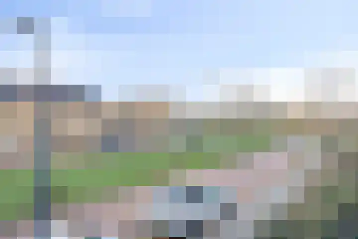 Fluitenkruid 39 's-Hertogenbosch thumbnail 16
