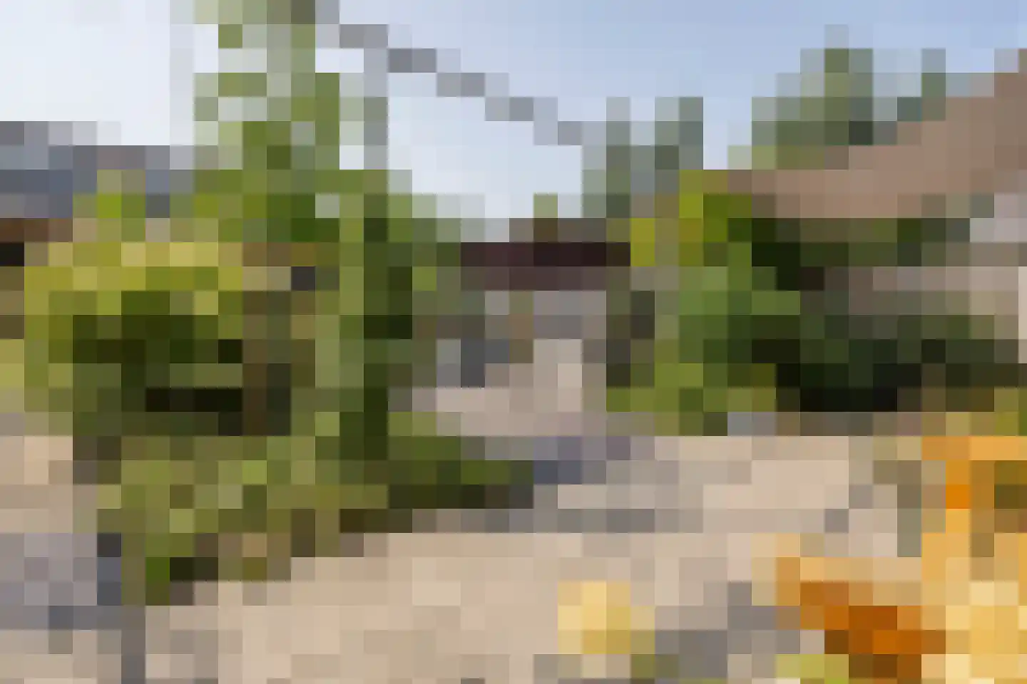 Fluitenkruid 4 Gorinchem thumbnail 16