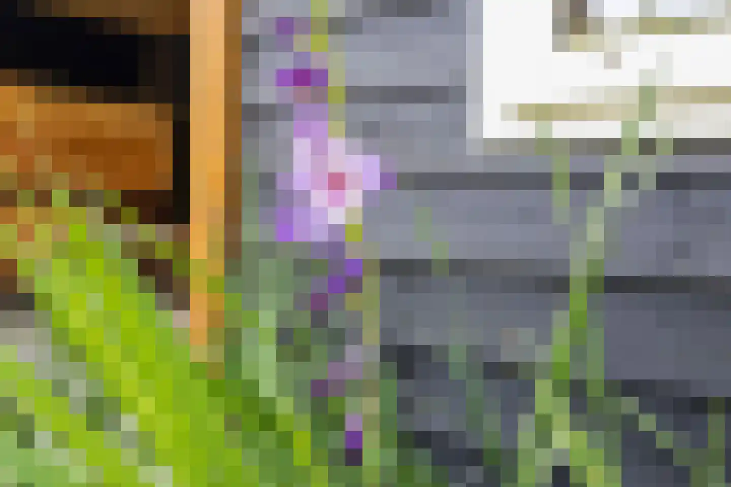 Fluitenkruid 4 Gorinchem thumbnail 21