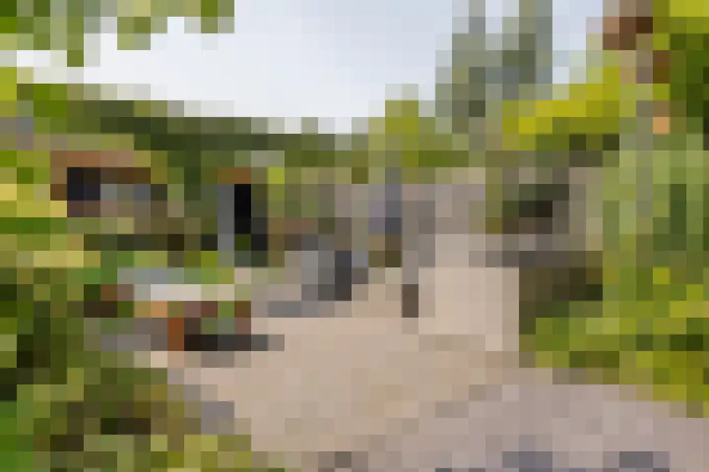 Fluitenkruid 4 Gorinchem thumbnail 5