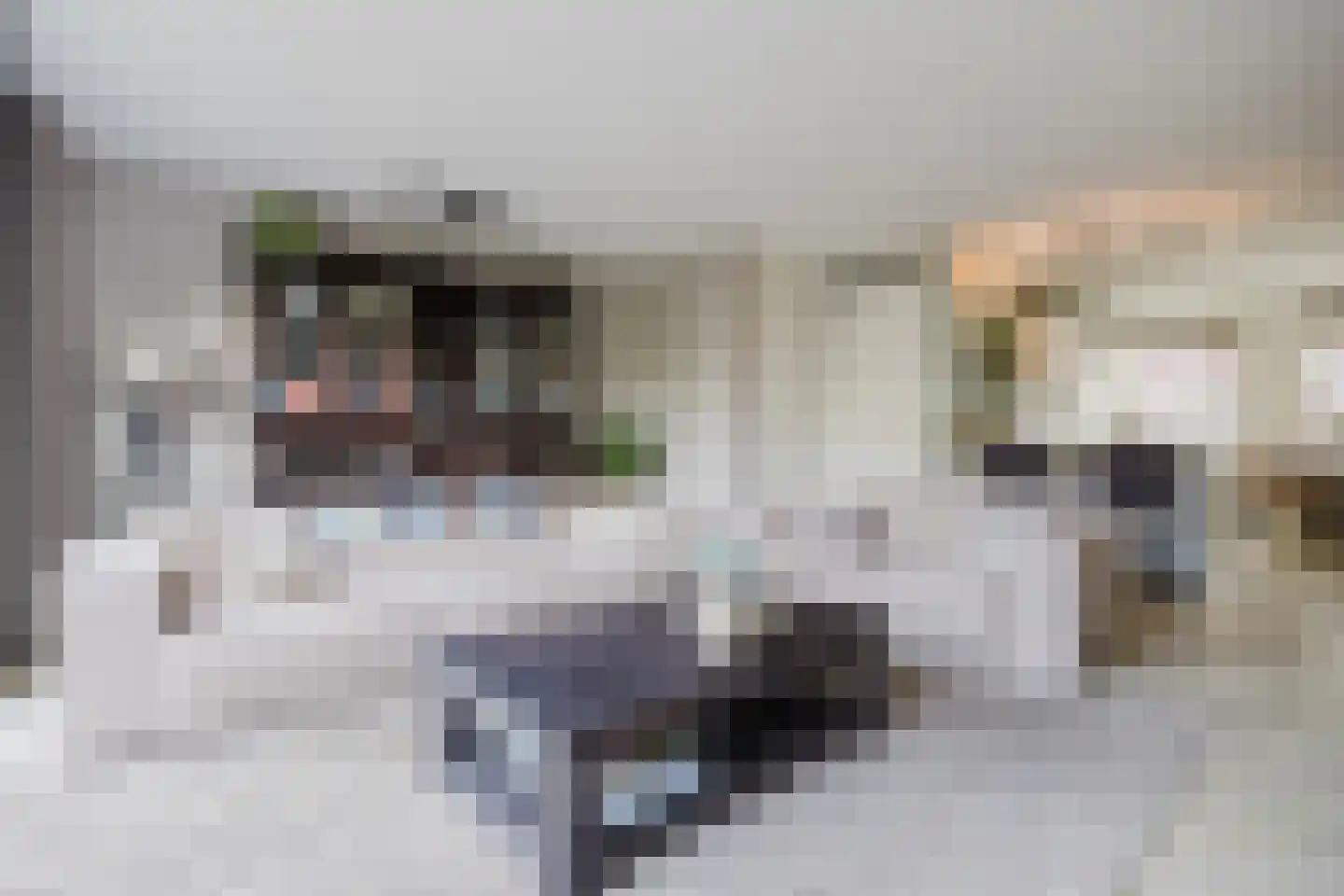 Fluitenkruid 4 Gorinchem thumbnail 9
