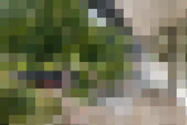 Fluweelmos 7 Veenendaal thumbnail 29
