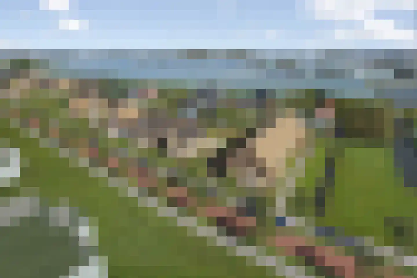 Fluwijn 455 's-Gravenzande thumbnail 7