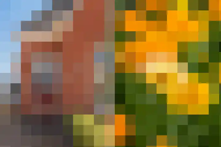 Foarwei 13 Damwâld thumbnail 12