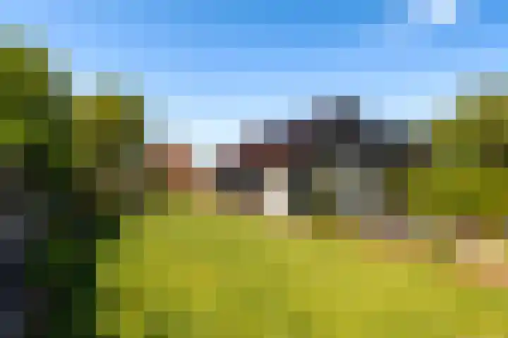 Foarwei 13 Damwâld thumbnail 31