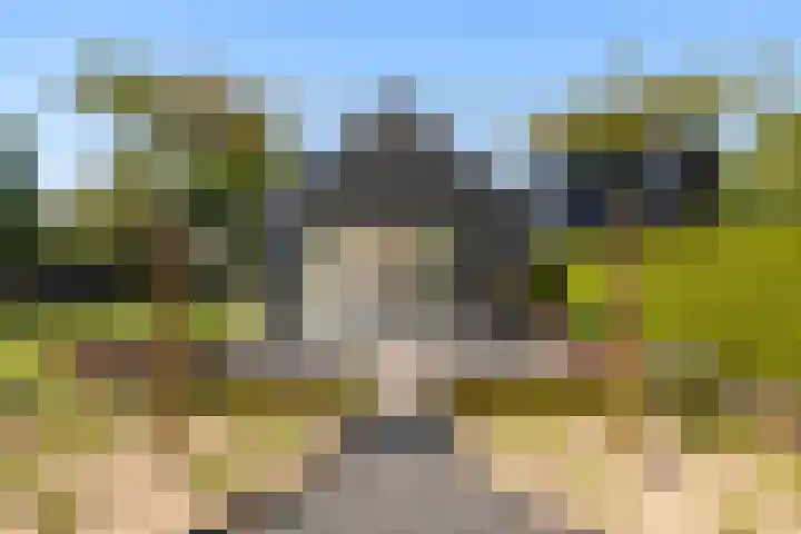 Foarwei 13 Damwâld thumbnail 5