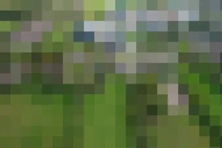 Foarwei 26 Kollumersweach thumbnail 37