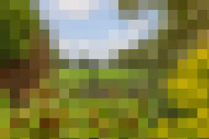 Foarwei 26 Kollumersweach thumbnail 47
