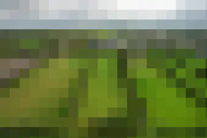 Foarwei 26 Kollumersweach thumbnail 50