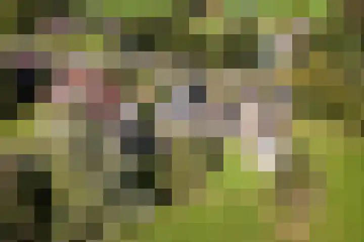 Foarwei 3 Kollumersweach thumbnail 9