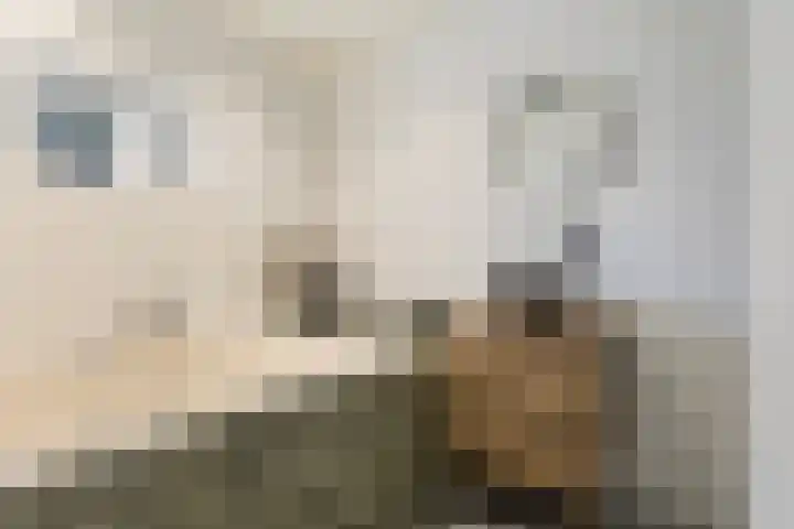 Foarwei 38 Wâlterswâld thumbnail 49