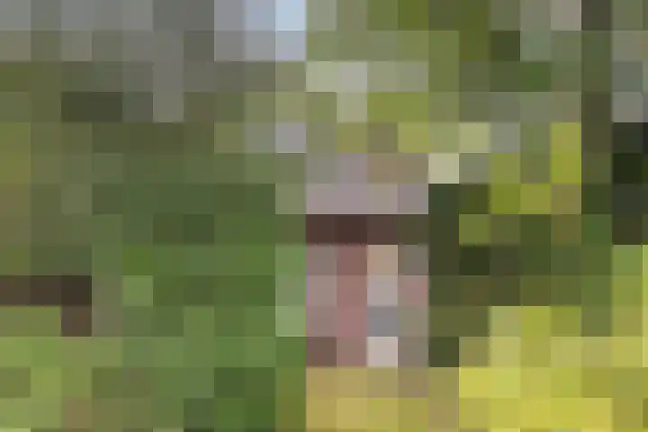 Foarwei 49 in Damwâld
