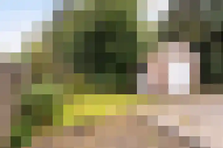 Foarwei 49 Damwâld thumbnail 20