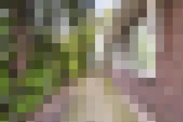 Foarwei 49 Damwâld thumbnail 34