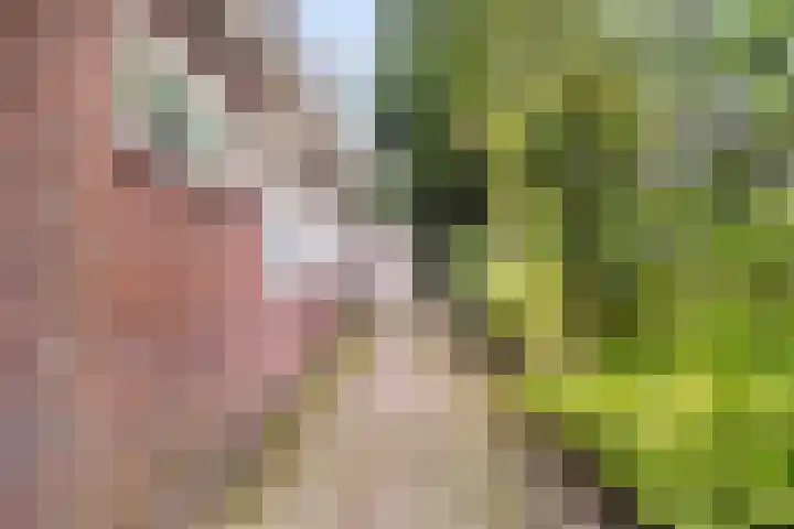 Foarwei 49 Damwâld thumbnail 35