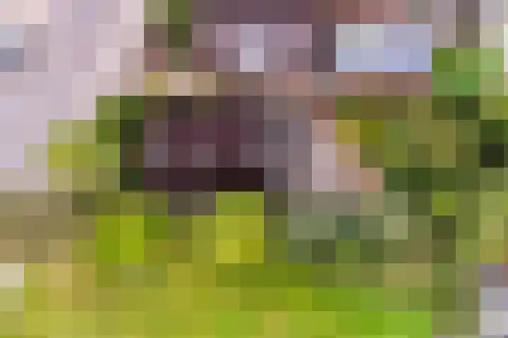 Foarwei 49 Damwâld thumbnail 39