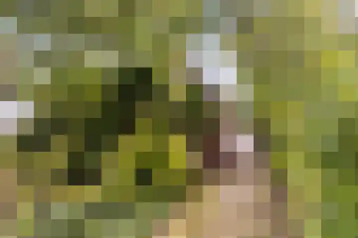 Foarwei 49 Damwâld thumbnail 4