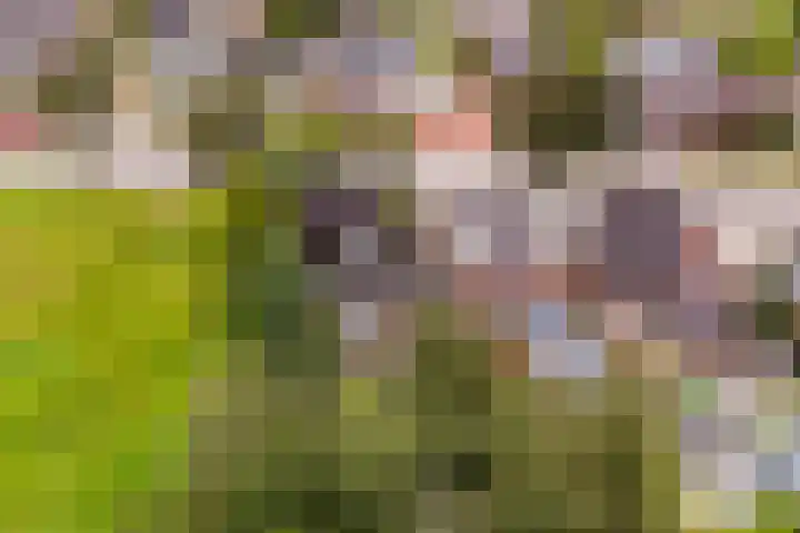 Foarwei 49 Damwâld thumbnail 40