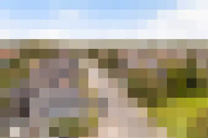 Foarwei 49 Damwâld thumbnail 42