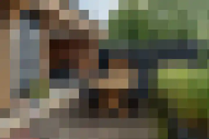 Foarwei 8 Damwâld thumbnail 37