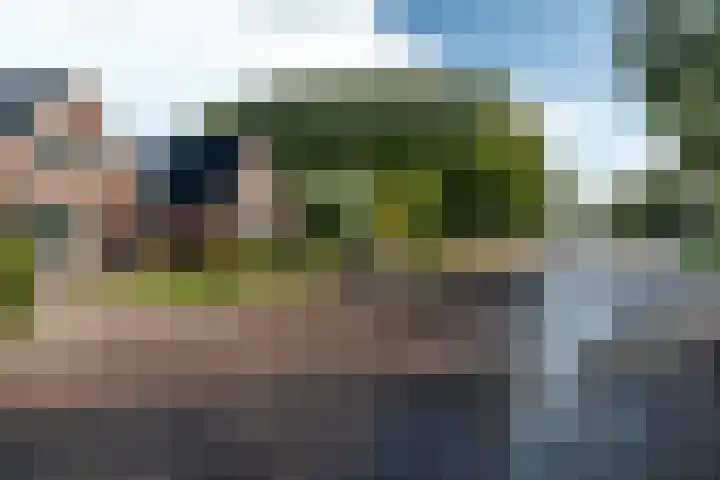 Foarwei 8 Damwâld thumbnail 43