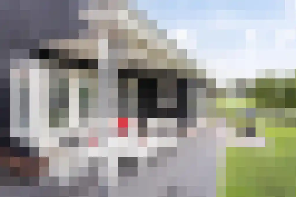 Foekjesteech 25 Langweer thumbnail 72