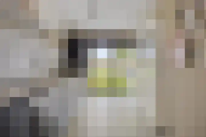 Foelie 50 Numansdorp thumbnail 14