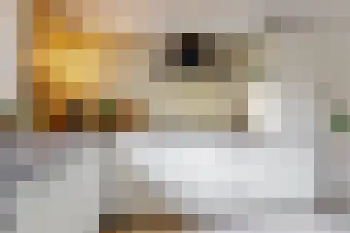 Foeliehof 24 Voorhout thumbnail 16