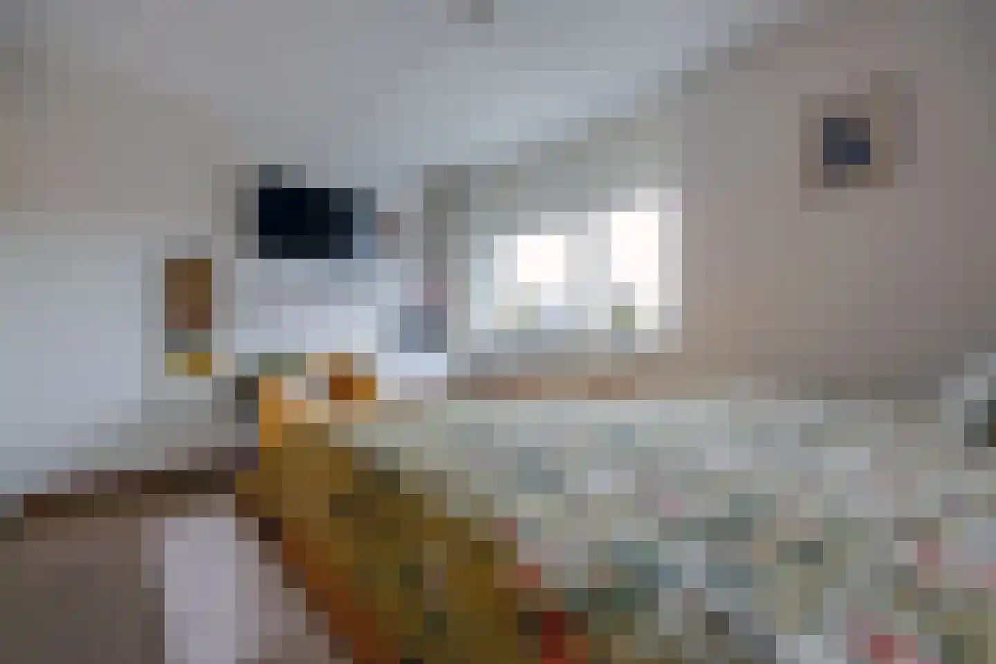 Fokkeboom 42 Almere thumbnail 34