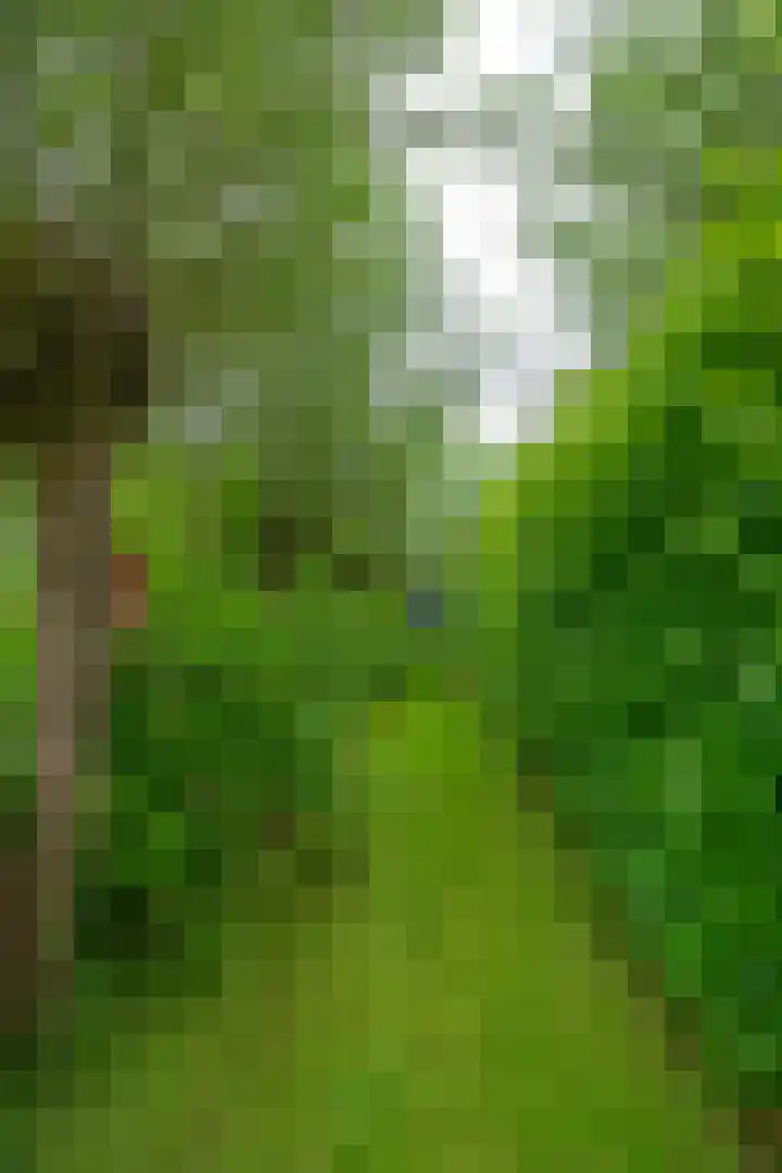 Fokkershoek 29 Heeswijk-Dinther thumbnail 57