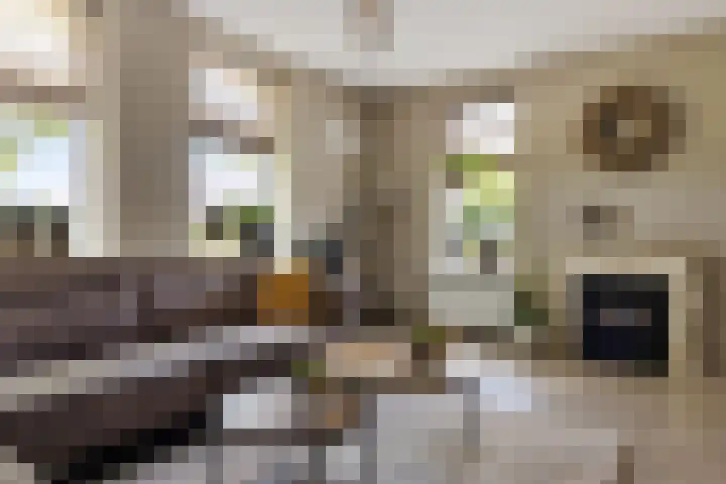 Folgerster Loane 80 Drachtstercompagnie thumbnail 5