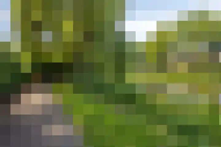 Fonteinkruid 1 Hardenberg thumbnail 36