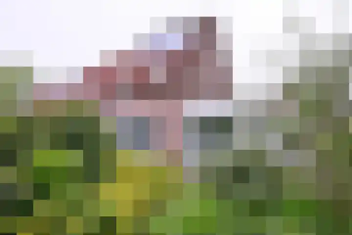 Fonteinkruid 114 Deventer thumbnail 34