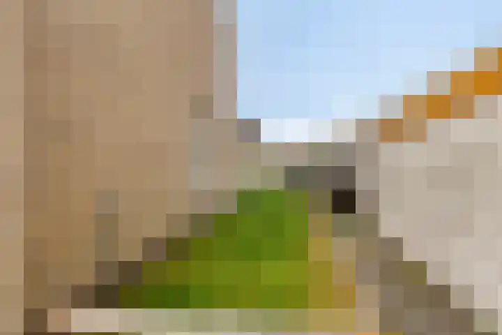 Fonteinkruid 2 Sneek thumbnail 31