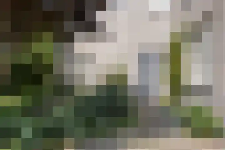 Fonteinkruid 208 Kampen thumbnail 49