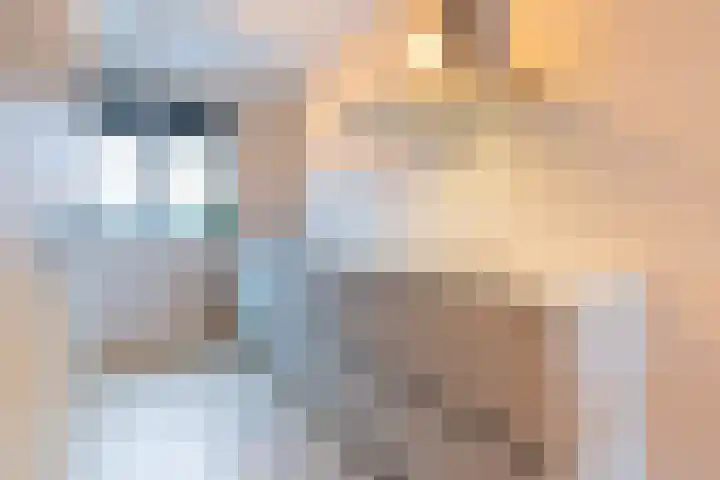 Fonteinkruid 36 Roelofarendsveen thumbnail 14