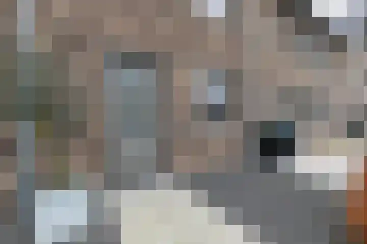 Fonteinkruid 36 Roelofarendsveen thumbnail 6