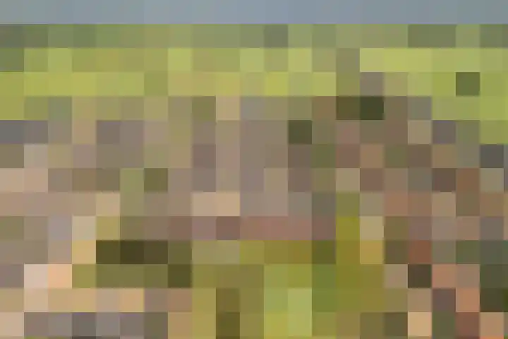 Fonteinkruid 39 Kockengen thumbnail 39
