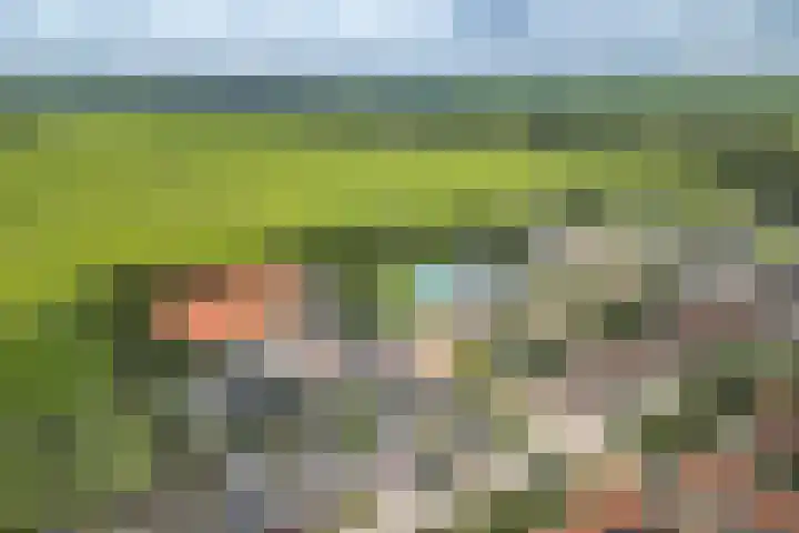 Fonteinkruid 39 Kockengen thumbnail 40