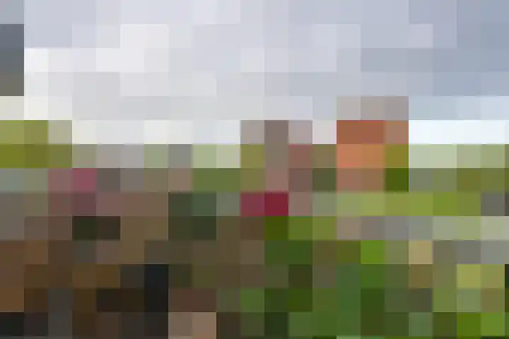 Fonteinkruid 57 Oudkarspel thumbnail 32