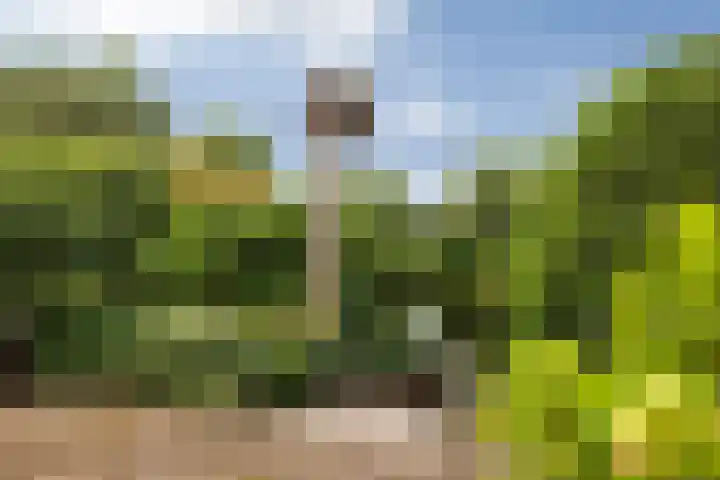 Fonteinkruid 6 Heerenveen thumbnail 9