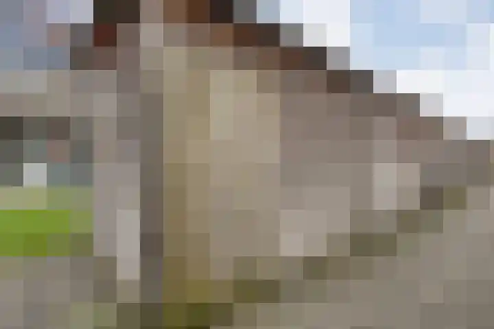 Fonteinkruid 7 Meppel thumbnail 33