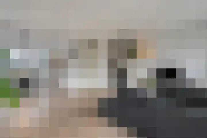 Fonteinkruid 7 Meppel thumbnail 6