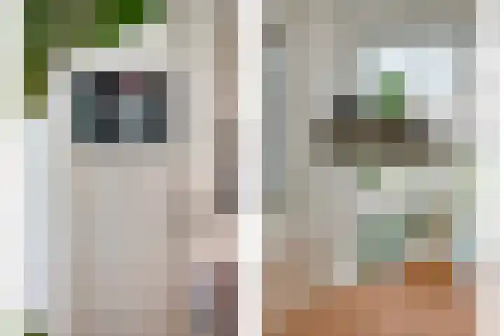 Fonteinkruid 7 Meppel thumbnail 9