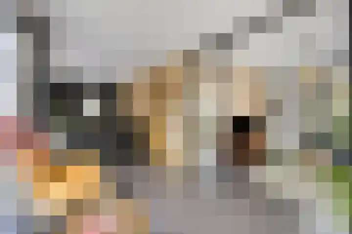 Fonteinkruid 9 Berlicum thumbnail 8