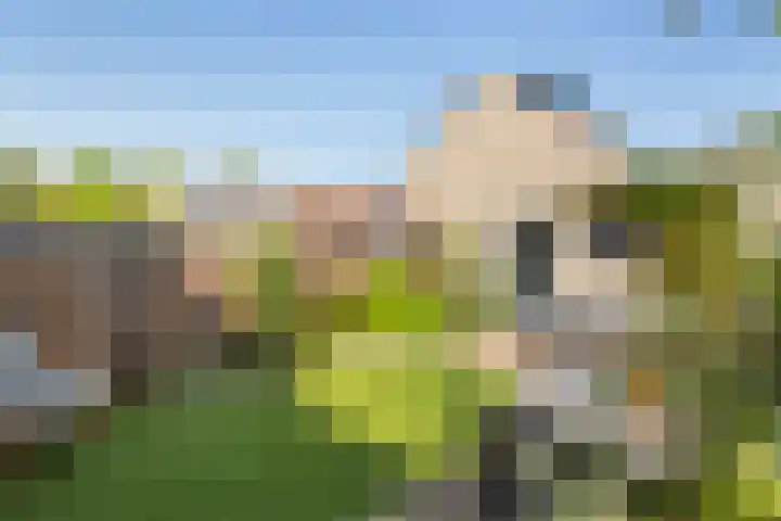 Fonteinkruid 9 Vlaardingen thumbnail 11
