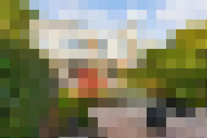 Fonteinwater 63 Houten thumbnail 64