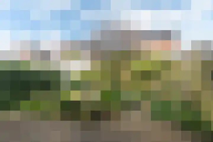 Fopma's reed 22 Wytgaard thumbnail 27