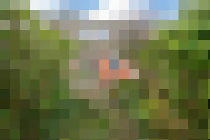 Fopma's reed 22 Wytgaard thumbnail 31