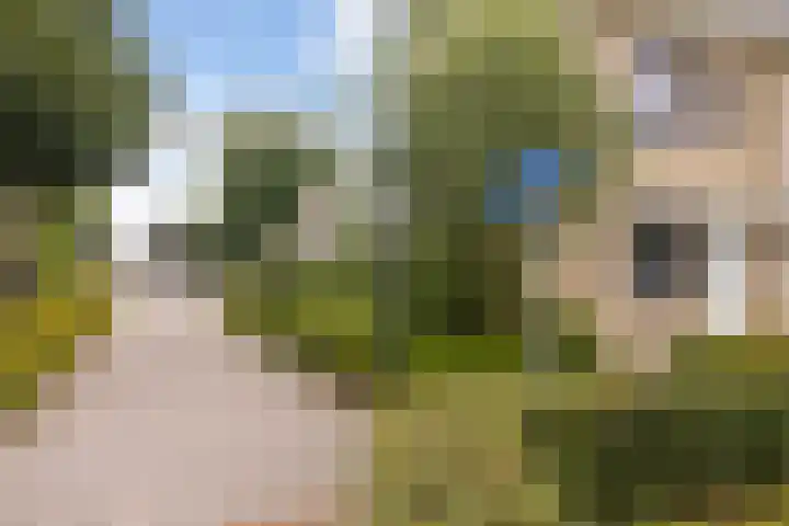 Forel 1 Veenendaal thumbnail 30